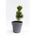 Сосна дрібноквіткова Голділокс  Pinus parviflora Goldilocks /h30-40