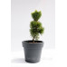 Сосна дрібноквіткова Голділокс  Pinus parviflora Goldilocks /h30-40