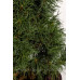 Сосна веймутовая Тини Курлс Pinus strobus Tiny Curls/ h 40-50