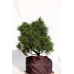 Сосна веймутовая Тини Курлс Pinus strobus Tiny Curls/ h 40-50