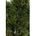Сосна веймутовая Тини Курлс Pinus strobus Tiny Curls/ h 40-50