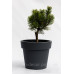 Сосна гірська Вінтер Голд (Pinus mugo Winter gold)/h30