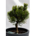 Сосна гірська Вінтер Голд (Pinus mugo Winter gold)/h30