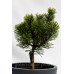 Сосна гірська Вінтер Голд (Pinus mugo Winter gold)/h30