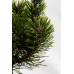 Сосна гірська Вінтер Голд (Pinus mugo Winter gold)/h30