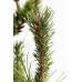 Сосна скручена Спанс Дварф Pinus contorta 'Spaan's Dwarf / h 80