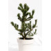 Сосна скручена Спанс Дварф Pinus contorta 'Spaan's Dwarf / h 80