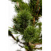 Сосна скручена Спанс Дварф Pinus contorta 'Spaan's Dwarf / h 80