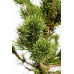 Сосна скручена Спанс Дварф Pinus contorta 'Spaan's Dwarf / h 80
