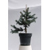 Ялина колюча Олденбург (Picea pungens Oldenburg)/h45-55