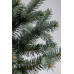 Ялина колюча Олденбург (Picea pungens Oldenburg)/h45-55