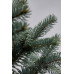 Ялина колюча Олденбург (Picea pungens Oldenburg)/h45-55