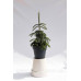 Ялина Енгельмана – Picea engelmannii Pendula/ h 55-90