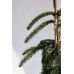 Ялина Енгельмана – Picea engelmannii Pendula/ h 55-90