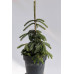 Ялина Енгельмана – Picea engelmannii Pendula/ h 55-90