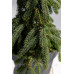 Ялина Енгельмана – Picea engelmannii Pendula/ h 55-90