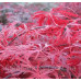 Клен японський Гарнет  Acer palmatum Garnet / h 40