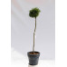 Сосна Веймутова ‘Грин Твист’, Pinus strobus ‘Green Twist’/ pa 80 h 90