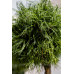 Сосна Веймутова ‘Грин Твист’, Pinus strobus ‘Green Twist’/ pa 80 h 90
