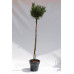 Сосна звичайна 'Chantry Blue', Pinus sylvestris 'Chantry Blue'.pa100 cm h 130