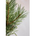 Сосна звичайна 'Chantry Blue', Pinus sylvestris 'Chantry Blue'.pa100 cm h 130