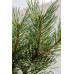Сосна звичайна 'Chantry Blue', Pinus sylvestris 'Chantry Blue'.pa100 cm h 130