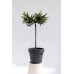 Ялина звичайна Уайлд Страубері pa  Picea abies Wild Strawberry 40cm