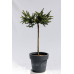 Ялина звичайна Уайлд Страубері pa  Picea abies Wild Strawberry 40cm