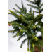 Ялина звичайна Уайлд Страубері pa  Picea abies Wild Strawberry 40cm