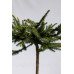 Ялина звичайна Уайлд Страубері pa  Picea abies Wild Strawberry 40cm
