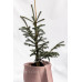 Ялина енгельмана Блю Маго Picea engelmannii 'Blue Magoo'  h 60-75
