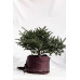 Ялиця Фрейзера Rawls, Abies Fraseri Rawls h 40x50