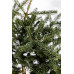 Ялиця Фрейзера Rawls, Abies Fraseri Rawls h 40x50