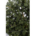 Ялиця Фрейзера Rawls, Abies Fraseri Rawls h 40x50