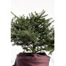Ялиця Фрейзера Rawls, Abies Fraseri Rawls h 40x50