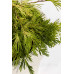 Calocedrus decurrens 'Berrima Gold' Цалоцедрус Берімма Голд h 40-60