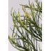 Cеквоядендрон гігантум Френч Бюті/ Sequoiadendron giganteum French Beauty /h 60