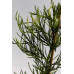Cеквоядендрон гігантум Френч Бюті/ Sequoiadendron giganteum French Beauty /h 60
