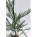 Секвоядендрон гігантум Павер Блю Sequoiadendron giganteum ‘Powder Blue’ /h 60