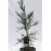Секвоядендрон гігантум Павер Блю Sequoiadendron giganteum ‘Powder Blue’ /h 60