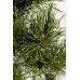 Сосна звичайна Ауреа / Pinus sylvestris Aurea h65-100