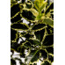 Падуб альтаклеренсіс Голден Кінг  Ilex altaclerensis Golden King  h90