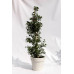 Падуб Блу мейд (Ilex Maeserve 'Blue Maid') h100