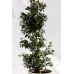 Падуб Блу мейд (Ilex Maeserve 'Blue Maid') h100