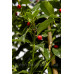 Падуб Блу мейд (Ilex Maeserve 'Blue Maid') h100