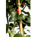Падуб Блу мейд (Ilex Maeserve 'Blue Maid') h100