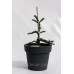 Ялина Колюча Глаука Прокумбентс Picea pungens glauca procumbens h25-35