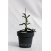 Ялина Колюча Глаука Прокумбентс Picea pungens glauca procumbens h25-35