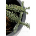 Ялина Колюча Глаука Прокумбентс Picea pungens glauca procumbens h25-35