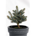 Ялина колюча Біалобок Picea pungens Bialobok h25